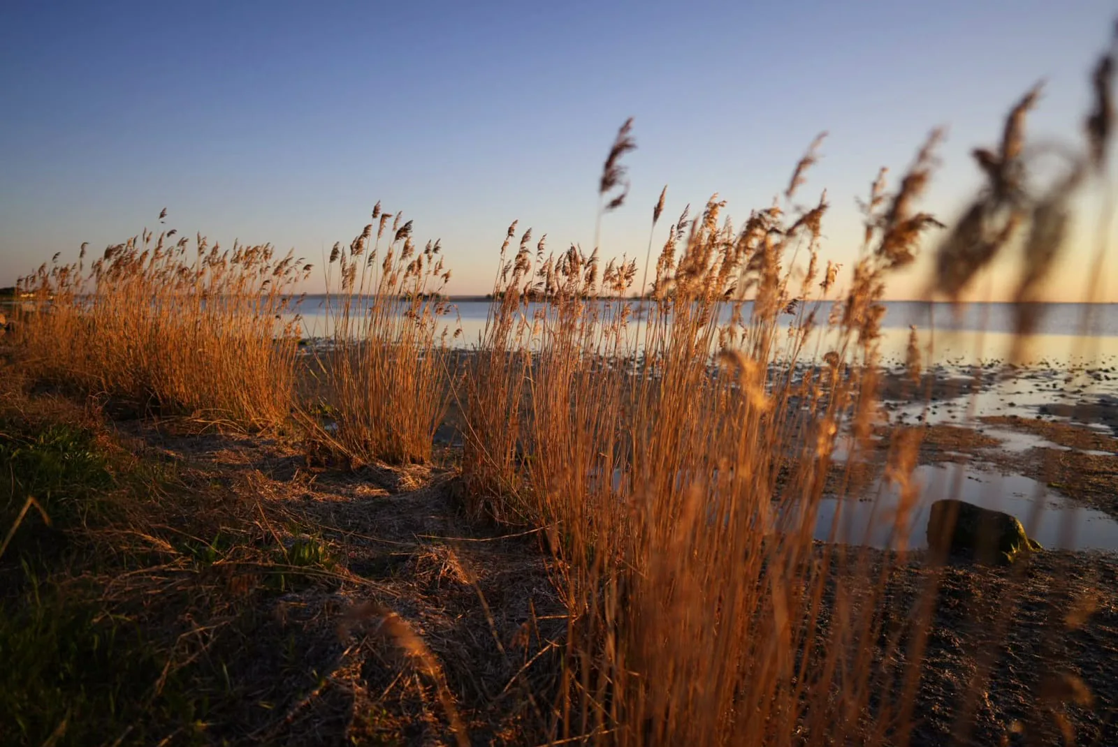Schilfufer im warmen Abendlicht auf Fehmarn